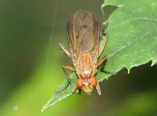 Tetanocera sp.